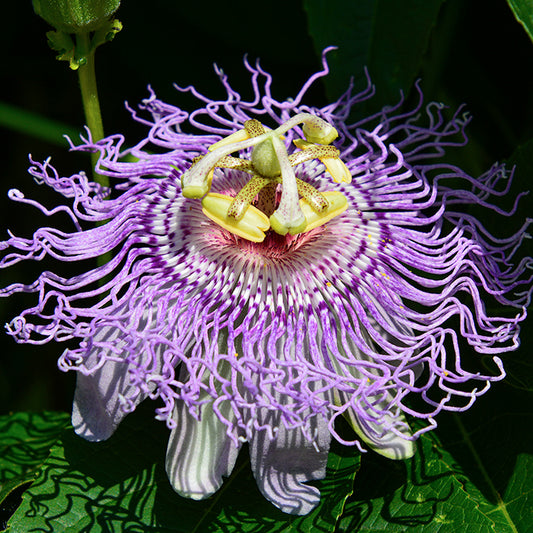 🌿 Ready to Ditch the Pills? Discover Natural Calm with Passionflower Tincture! 🌿